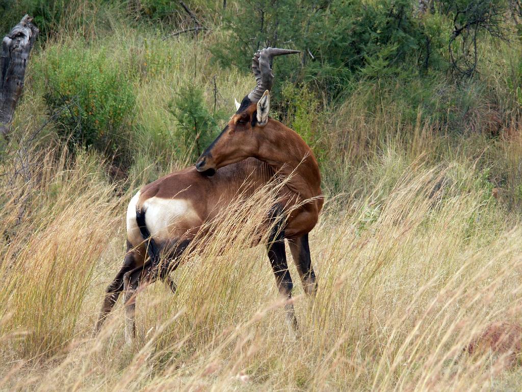 090516_Pilanesberg 082.jpg